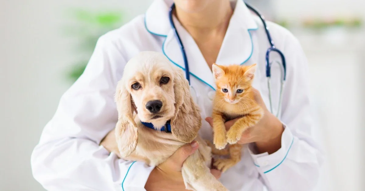 How To Choose A Pet Sitter For Your Dog Or Cat